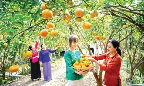 Dong Thap - A Land of Sweet Fruits Reaching Far Beyond