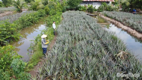Giá khóm giảm mạnh, tiêu thụ gặp khó
