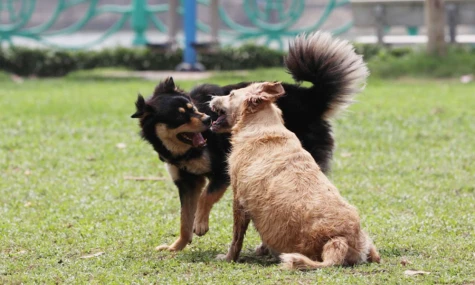 Dắt chó không đeo rọ mõm ra đường sẽ bị phạt 2 triệu đồng