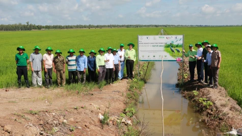 Tràm Chim: Bàn giải pháp phát triển lúa sinh thái gắn với liên kết tiêu thụ sản phẩm