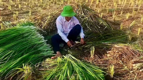 Cây sả giúp người dân vùng hạn mặn Đồng Tháp đổi đời