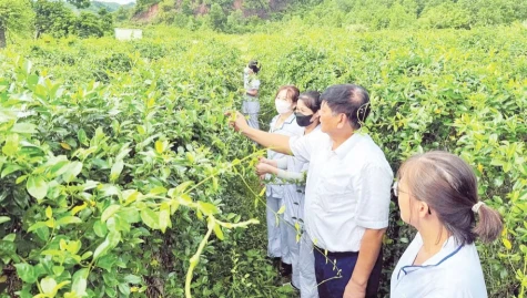 Lan tỏa giá trị của y học cổ truyền