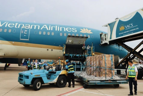 Vận chuyển thành công 6 cá thể sếu đầu đỏ về Việt Nam
