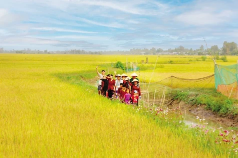 Câu chuyện về sếu đầu đỏ gắn với nền văn minh lúa nước