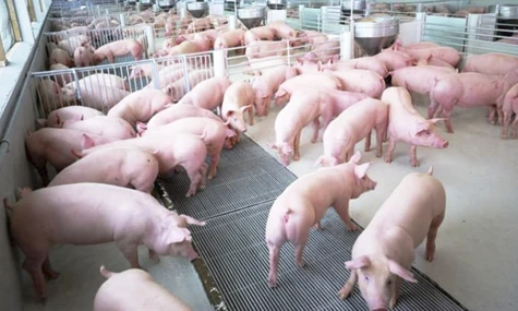 Đồng Tháp: Chủ động ứng phó nguy cơ xâm nhập bệnh lở mồm long móng trên gia súc