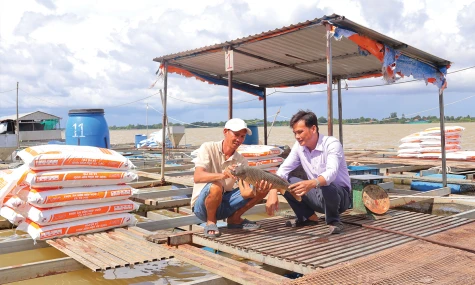 Xã An Long: Khai thác lợi thế sông Tiền