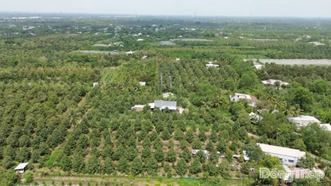 Đồng Tháp: Phấn đấu đến cuối năm 2027, 100% diện tích cây trồng chủ lực xuất khẩu được cấp mã số vùng trồng
