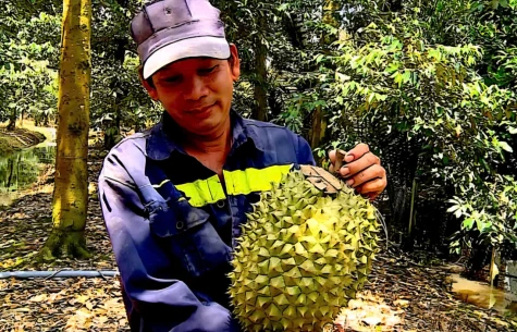 Đồng Tháp đẩy nhanh cấp mã số vùng trồng cho nông sản xuất khẩu
