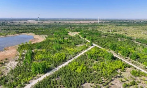"Vạn lý Trường thành Xanh" biến sa mạc thành bể chứa carbon