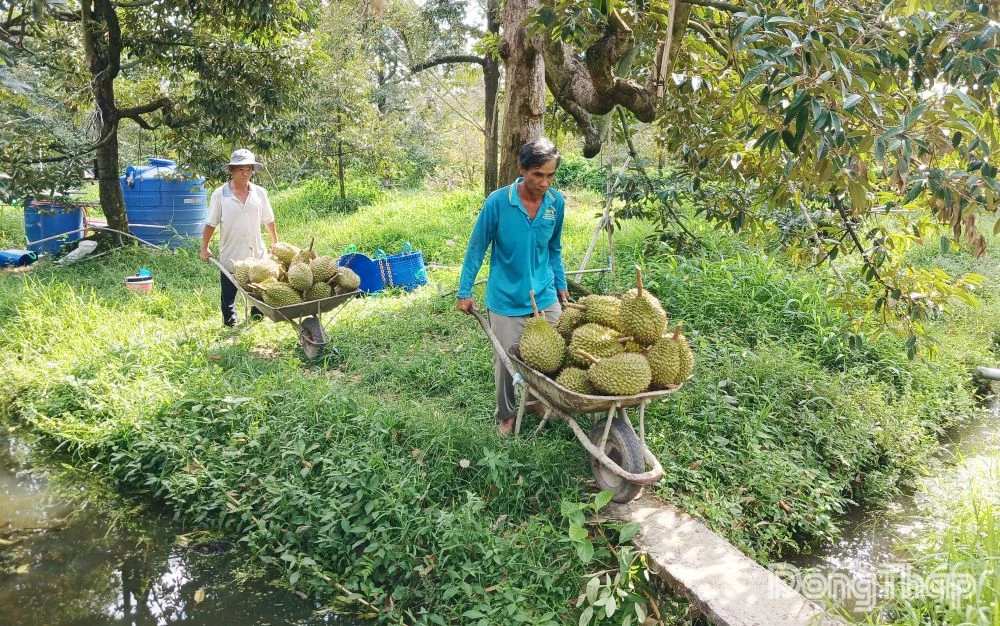 Đồng Tháp: Có 1 cơ sở kiểm nghiệm Cadimi, Vàng O được Tổng cục Hải quan Trung Quốc chấp thuận