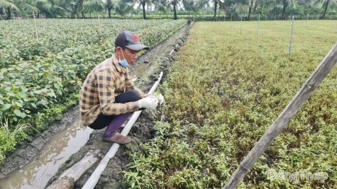 Đồng Tháp: Nhiều diện tích rau màu thiệt hại bất thường