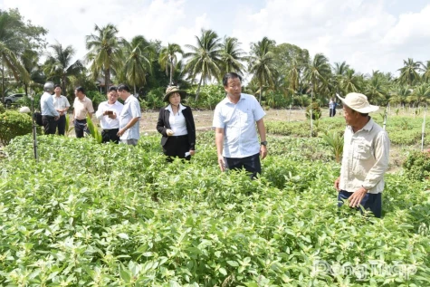 Đồng chí Nguyễn Phước Thiện khảo sát thực tế vùng rau ăn lá bị thiệt hại chưa rõ nguyên nhân
