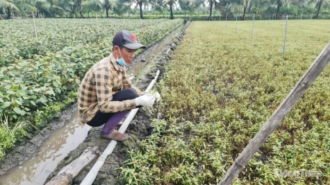 Đồng Tháp: Khẩn trương xác định nguyên nhân cây trồng bị thiệt hại
