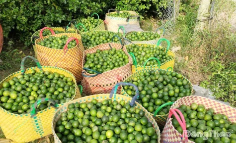 Đồng Tháp: Giá chanh giảm mạnh, nhà vườn gặp khó
