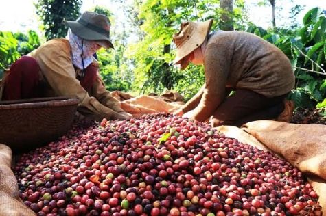 Dữ liệu vùng trồng: 'Hộ chiếu số' để nông sản Việt vươn tầm quốc tế