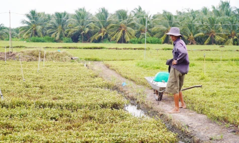 Nghiên cứu phương án hỗ trợ cho nông dân có diện tích cây trồng bị thiệt hại