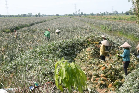 Đồng Tháp: Giá khóm tăng, nông dân phấn khởi