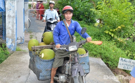 Giá mít dần phục hồi