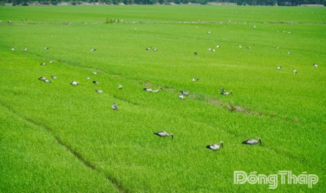 Đồng Tháp: Đàn cò ốc quý hiếm về săn mồi tại cánh đồng lúa ở xã Hưng Thạnh