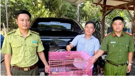 Người dân tự nguyện giao nộp nhiều động vật hoang dã quý hiếm