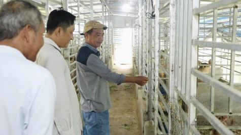 Triển vọng từ mô hình nuôi hươu sao lấy nhung
