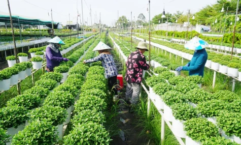 Phường Sa Đéc: Tạo sinh kế bền vững, không để ai bị bỏ lại phía sau