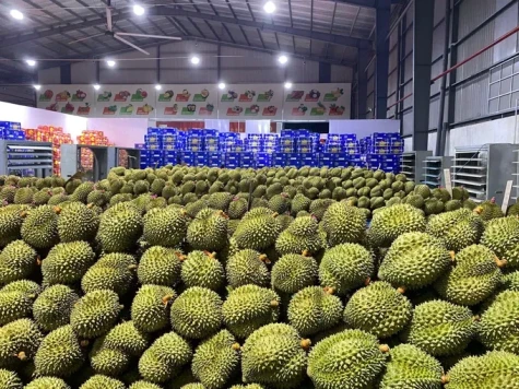 Ấn Độ mở cửa thị trường cho sầu riêng tươi Việt Nam
