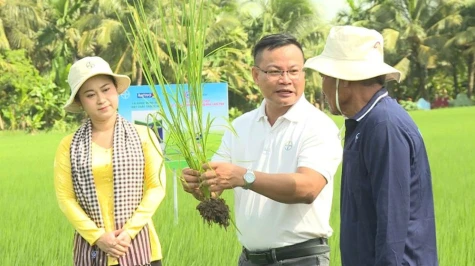 Nông dân trước áp lực El Nino: Tối ưu hiệu quả cuối vụ, chủ động nền tảng cho vụ mùa mới