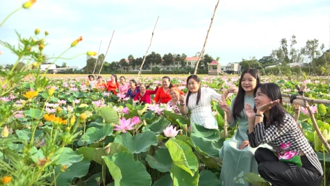 Cánh đồng sen ở Tân Thạnh "hút" khách đến tham quan, chụp ảnh