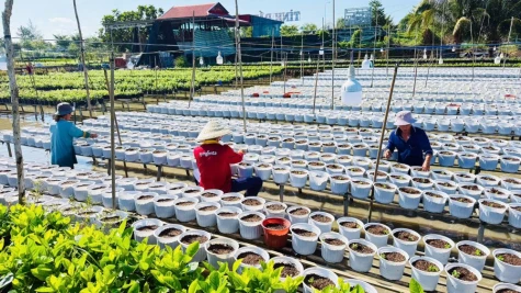 Làng hoa Sa Đéc bước vào vụ hoa tết năm 2027