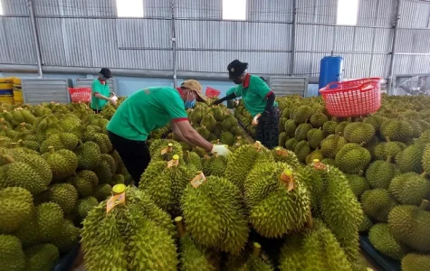 50 cơ sở được chấp nhận kiểm nghiệm mít, sầu riêng xuất khẩu sang Trung Quốc