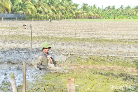 Sau vụ cây trồng bị thiệt hại: Nông dân tập trung khôi phục sản xuất