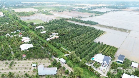 Dong Thap Agriculture Strives to Accelerate Toward the Finish Line
