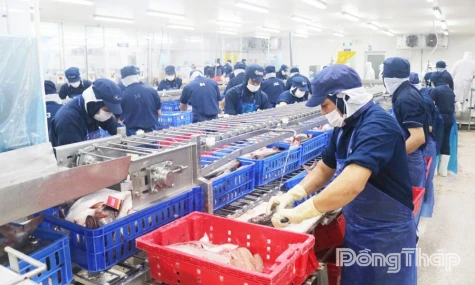 Dong Thap Faces Human Resources Crunch Amid New Industrial Push