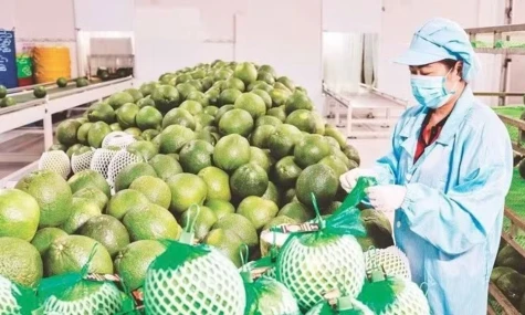 Viet Nam sustains robust agricultural exports to China