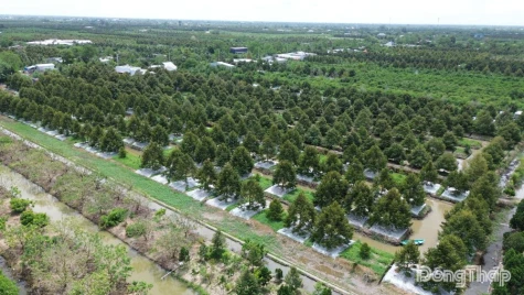 Đồng Tháp: Tăng cường cấp, quản lý mã số vùng trồng, mã số cơ sở đóng gói