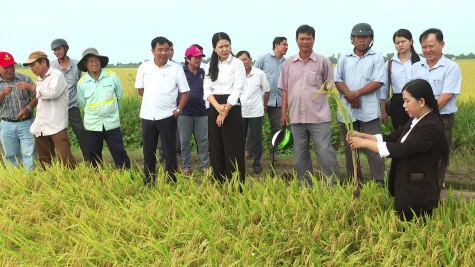 Xã Tân Hồng: Hiệu quả từ mô hình "Canh tác lúa chất lượng cao và phát thải thấp gắn với  tăng trưởng xanh"