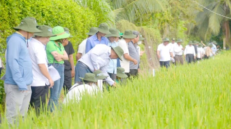 Đưa nhiều giống lúa mới của Đại học Cần Thơ vào sản xuất đại trà
