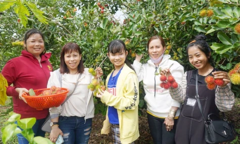 Tân Phú Trung: Nông dân làm du lịch từ vườn cây ăn trái