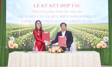 SOFRI và Green Stars hợp tác phát triển chanh dây vàng ngọt