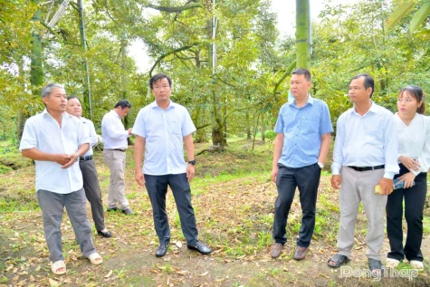 Vice Chairman Nguyen Phuoc Thien Inspects Cadmium Remediation Models in Durian Orchards and Infrastructure Projects