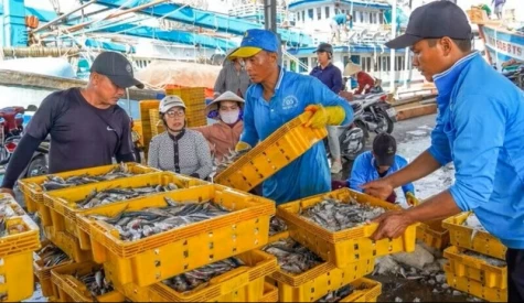 Tháo gỡ vướng mắc trong cấp Giấy chứng nhận an toàn thực phẩm với cảng cá công lập