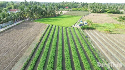 Giá rau màu, thanh long ở mức thấp: Nông dân canh cánh nỗi lo