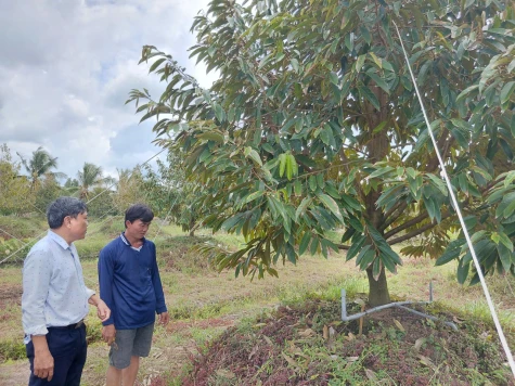 Khắc phục vườn sầu riêng có biểu hiện “chết lâm sàng” đạt kết quả tích cực