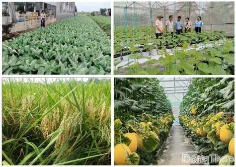 Xã Long Bình phát huy hiệu quả các mô hình nông nghiệp