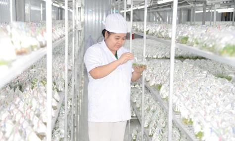 HTX Nông nghiệp công nghệ cao Kim Phát: Đẩy mạnh chuyển đổi số, nâng tầm sản xuất cây giống