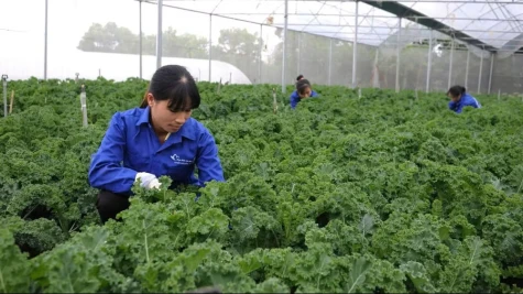 Mở đường cho nông nghiệp hữu cơ