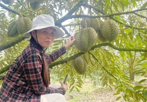 Hợp tác xã nông nghiệp Mỹ Tân: Phát triển theo hướng đa dạng sản phẩm, dịch vụ