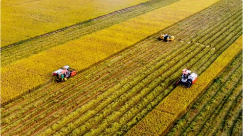 Sản xuất nông nghiệp vào cuộc đua nước rút cuối năm