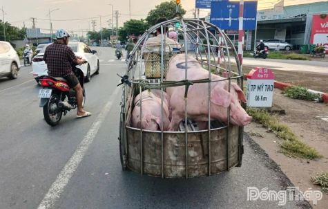 Giá heo hơi giảm mạnh, người nuôi thua lỗ